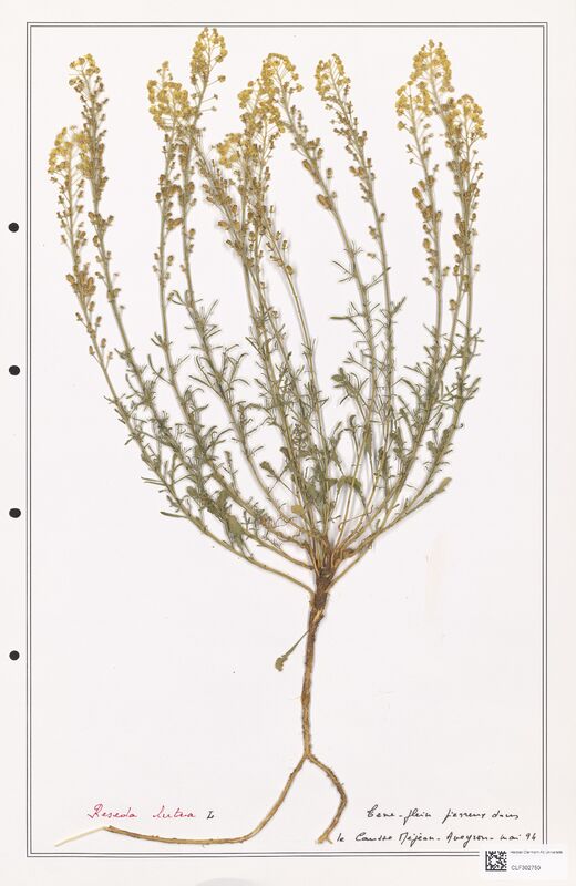 reseda lutea  (Resedaceae)