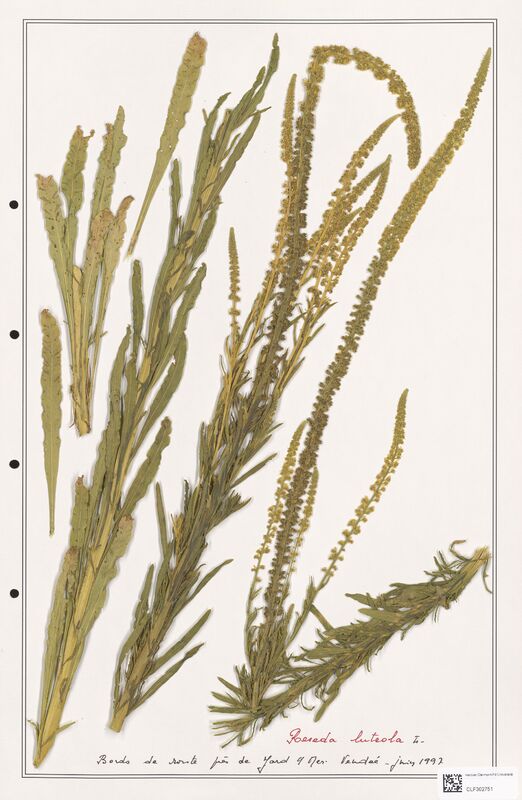 reseda luteola  (Resedaceae)