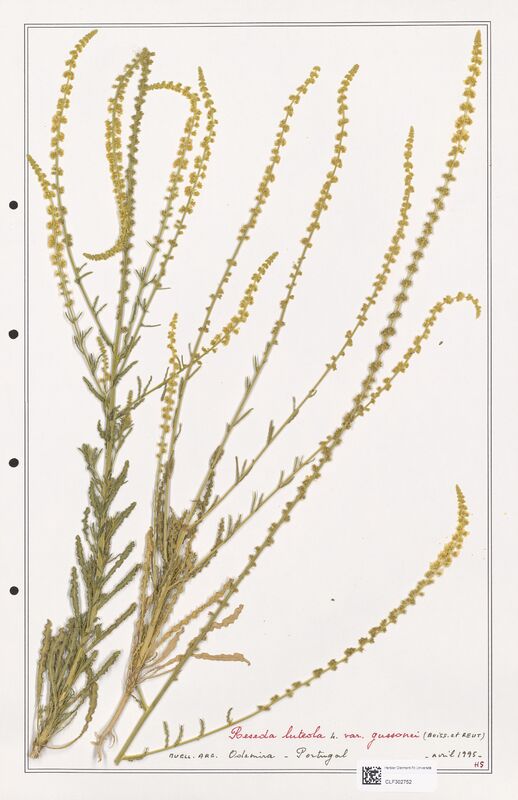 reseda luteola  (Resedaceae)