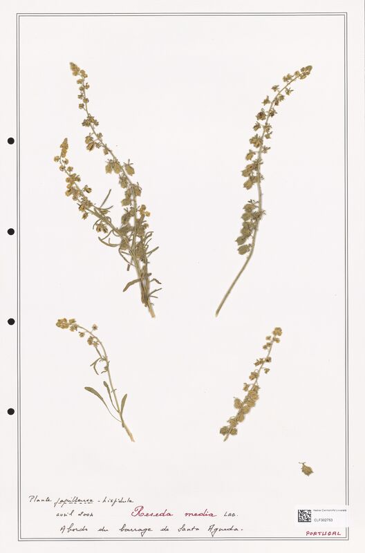 reseda media  (Resedaceae)