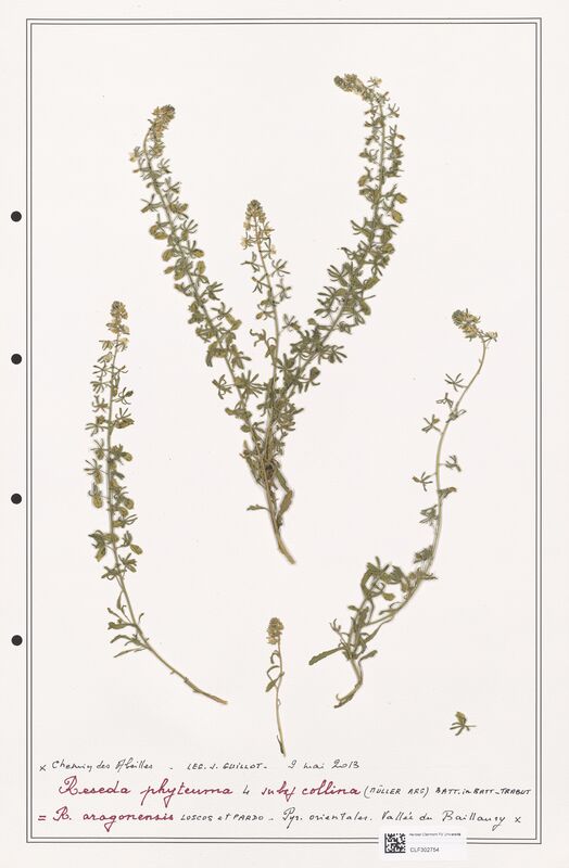 reseda phyteuma  (Resedaceae)
