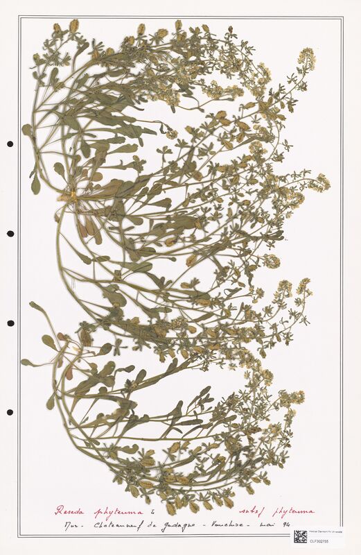 reseda phyteuma  (Resedaceae)