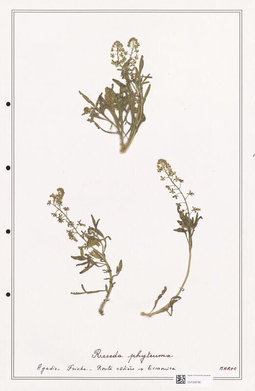 reseda phyteuma  (Resedaceae)