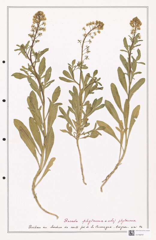 reseda phyteuma  (Resedaceae)