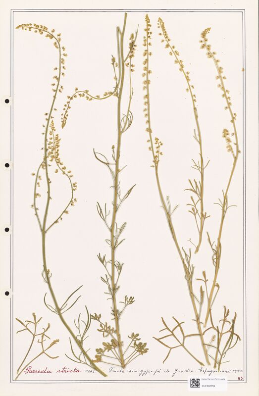 reseda stricta  (Resedaceae)