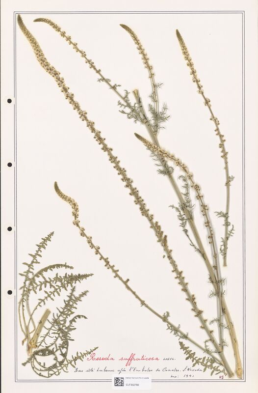 reseda suffruticosa  (Resedaceae)