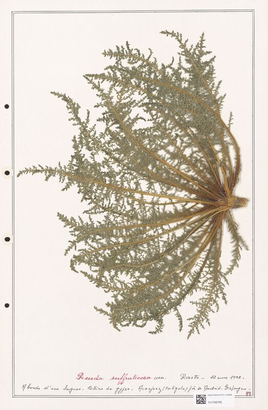 reseda suffruticosa  (Resedaceae)