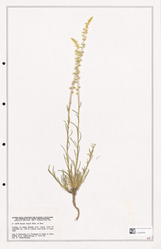 reseda virgata  (Resedaceae)