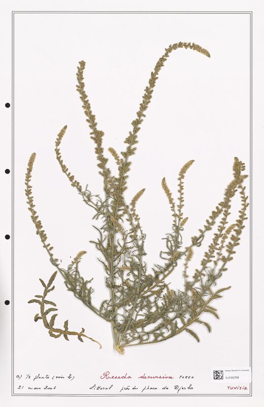 reseda decursiva  (Resedaceae)