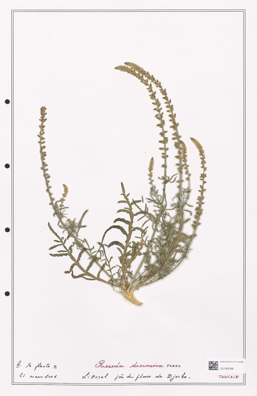 reseda decursiva  (Resedaceae)