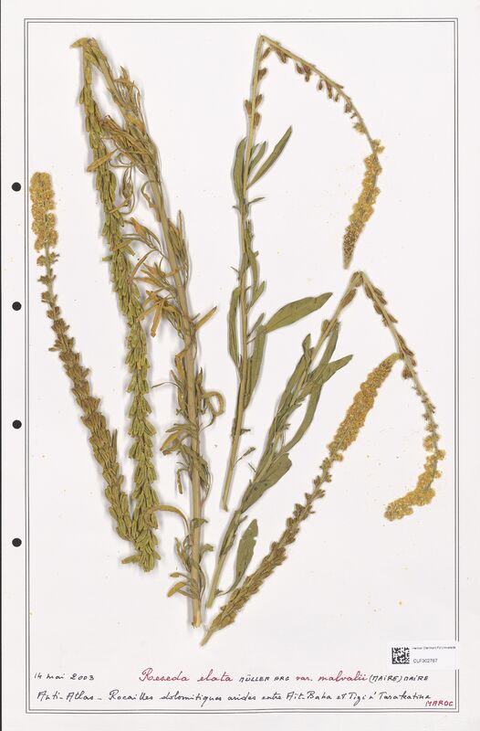 reseda elata  (Resedaceae)