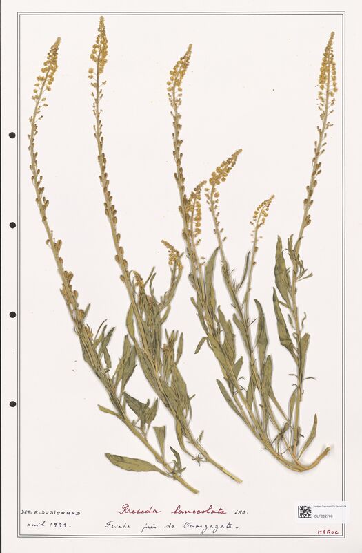 reseda lanceolata  (Resedaceae)