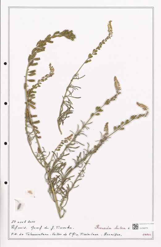 reseda lutea  (Resedaceae)