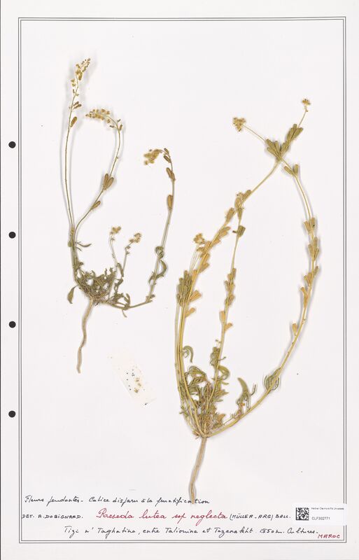 reseda lutea  (Resedaceae)
