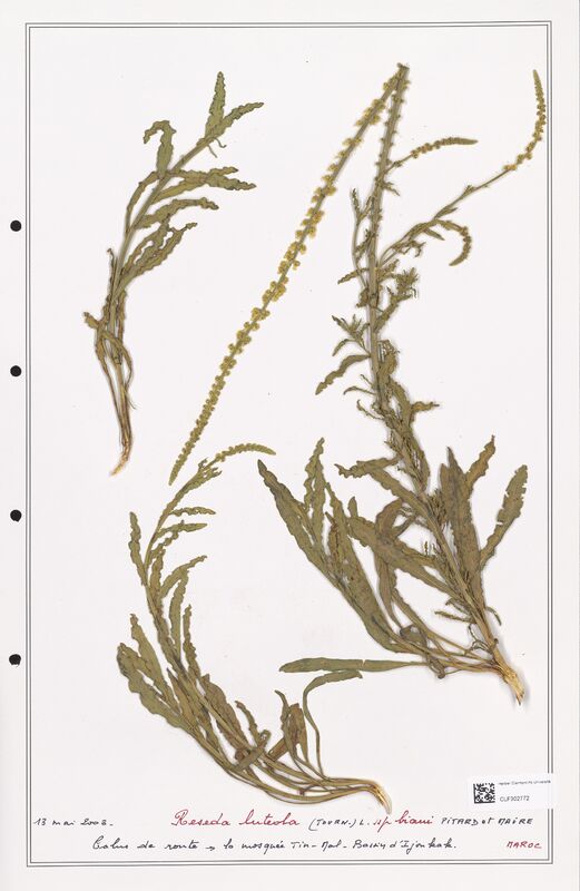reseda luteola  (Resedaceae)