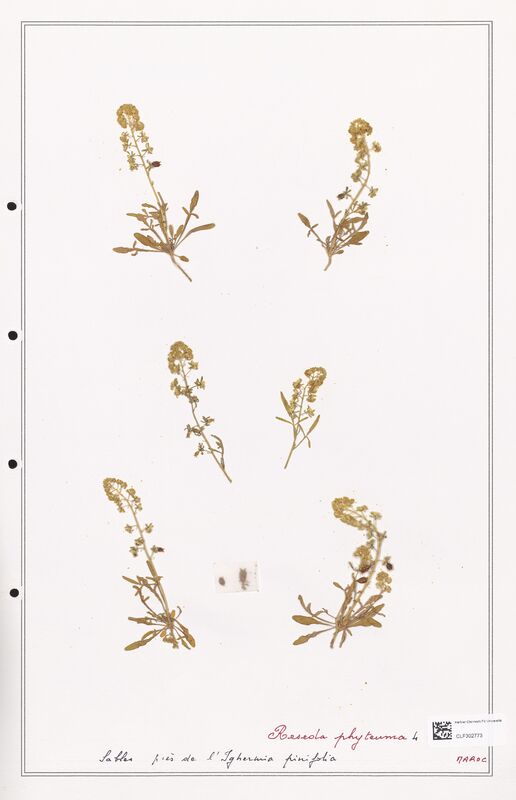reseda phyteuma  (Resedaceae)