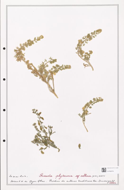 reseda phyteuma  (Resedaceae)