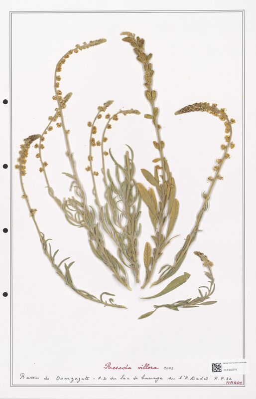 reseda villosa  (Resedaceae)