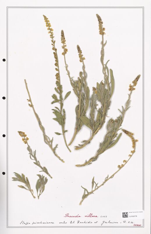 reseda villosa  (Resedaceae)