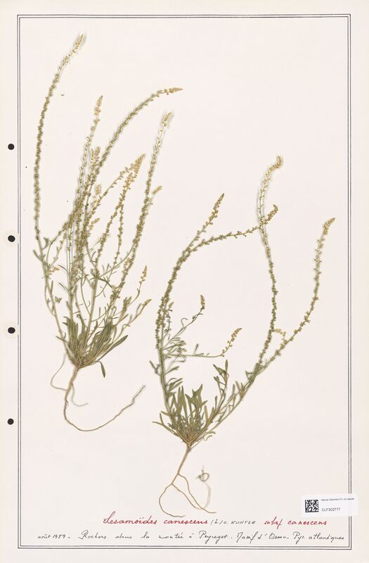 Sesamoides canescens  (Resedaceae)