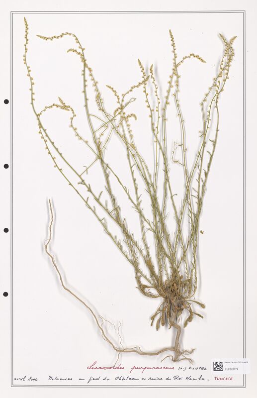 Sesamoides purpurascens  (Resedaceae)