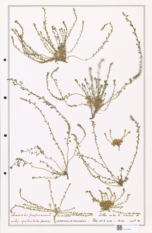 Sesamoides purpurascens  (Resedaceae)