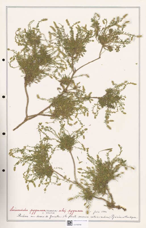 Sesamoides pygmaea  (Resedaceae)