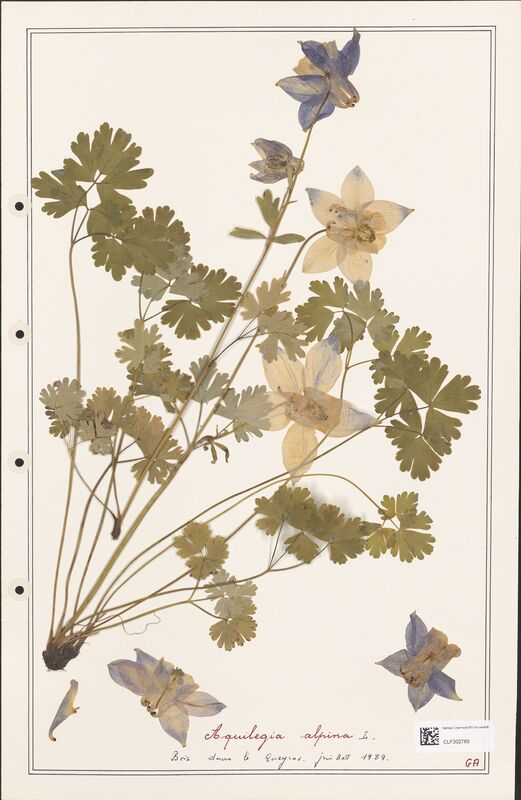 Aquilegia alpina  (Ranunculaceae)