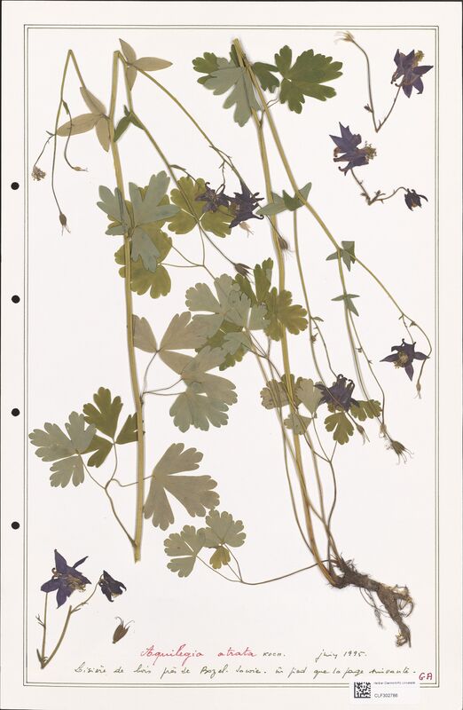 Aquilegia atrata  (Ranunculaceae)