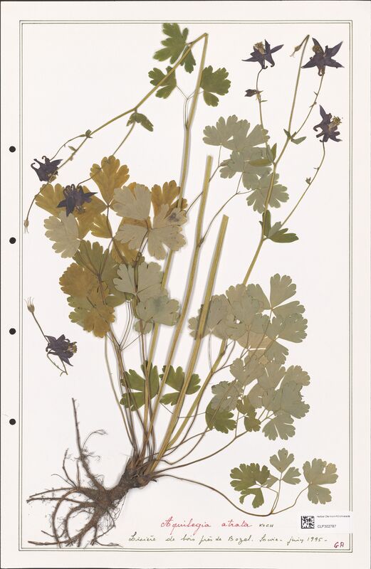 Aquilegia atrata  (Ranunculaceae)