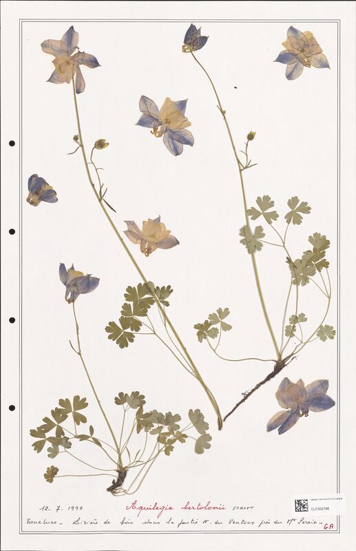 Aquilegia bertolonii  (Ranunculaceae)