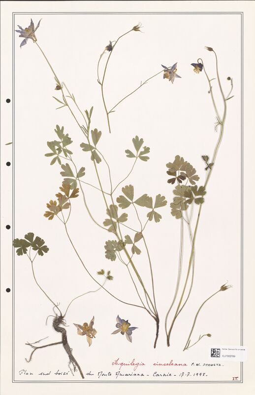 Aquilegia einseleana  (Ranunculaceae)