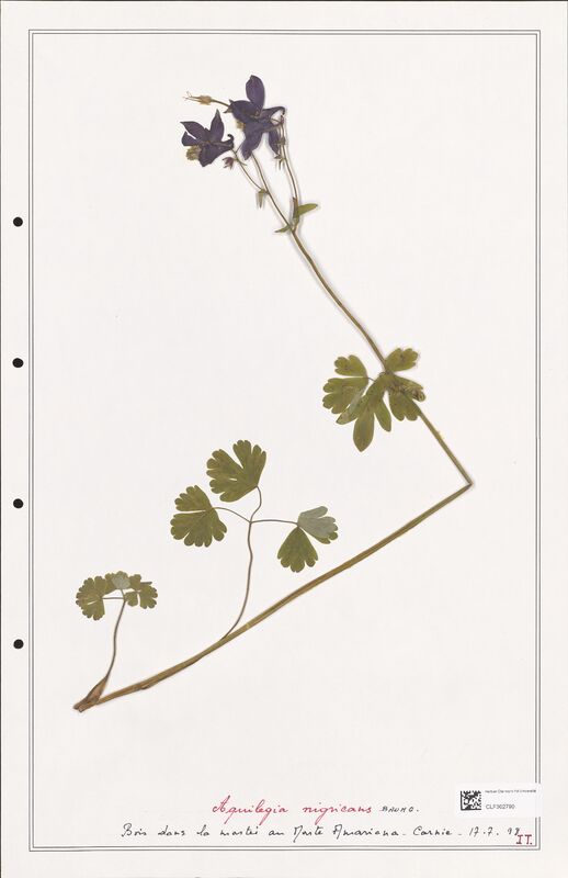 Aquilegia nigriscans  (Ranunculaceae)