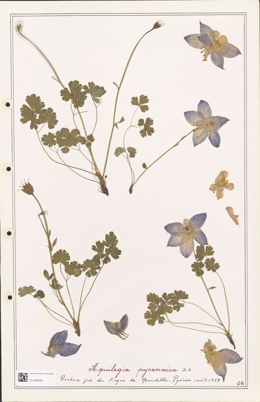 Aquilegia pyrenaica  (Ranunculaceae)