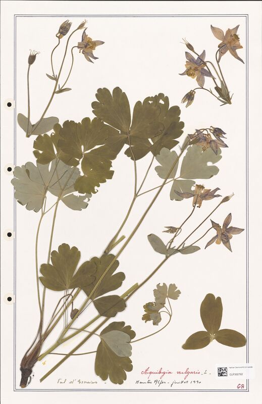 Aquilegia vulgaris  (Ranunculaceae)