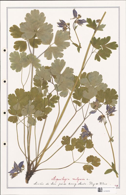 Aquilegia vulgaris  (Ranunculaceae)