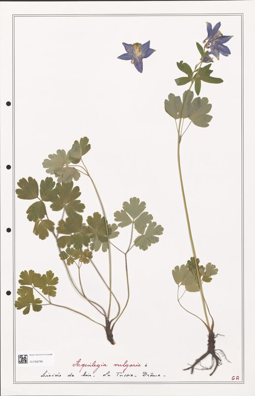 Aquilegia vulgaris  (Ranunculaceae)