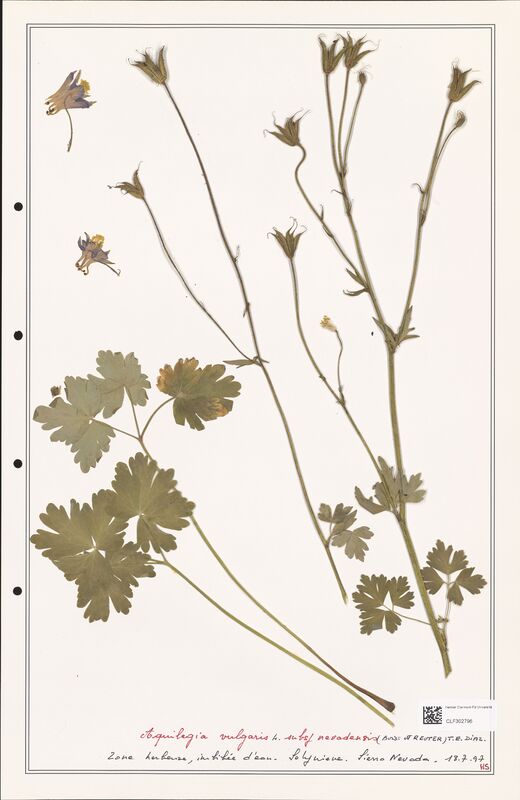 Aquilegia vulgaris  (Ranunculaceae)