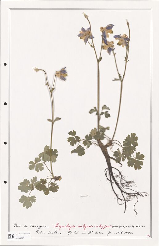 Aquilegia vulgaris  (Ranunculaceae)