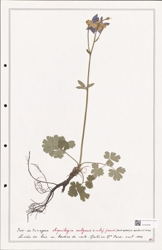 Aquilegia vulgaris  (Ranunculaceae)