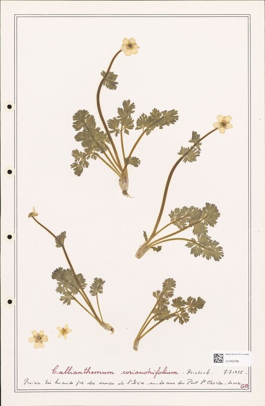 Callianthemum coriandrifolium  (Ranunculaceae)