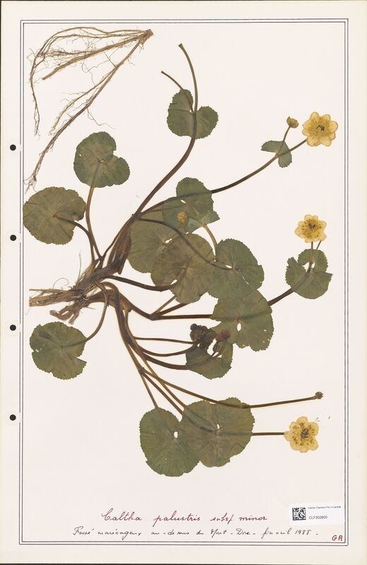 Caltha palustris  (Ranunculaceae)