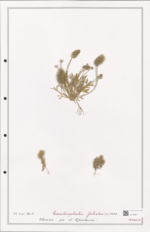 Ceratocephalus falcatus  (Ranunculaceae)