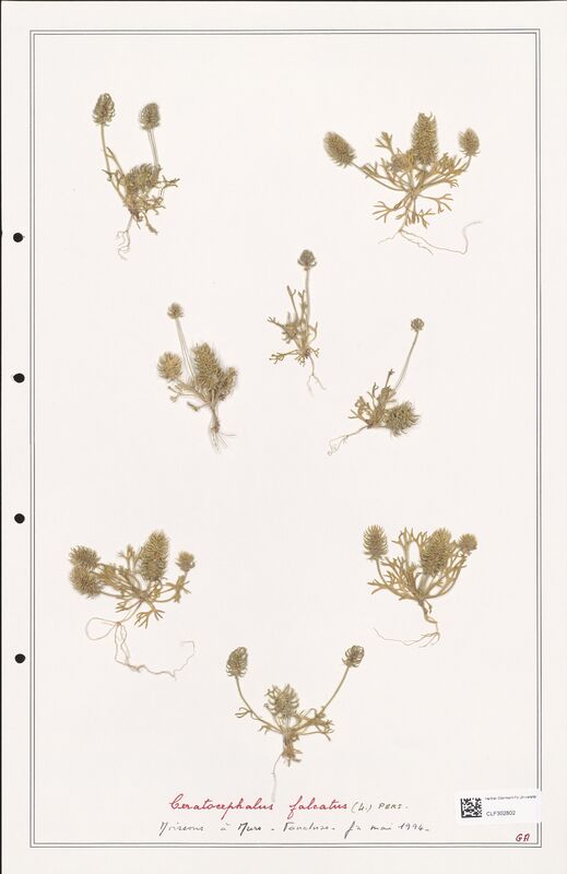 Ceratocephalus falcatus  (Ranunculaceae)