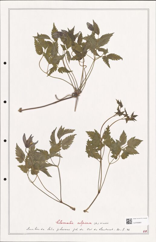 Clematis alpina  (Ranunculaceae)