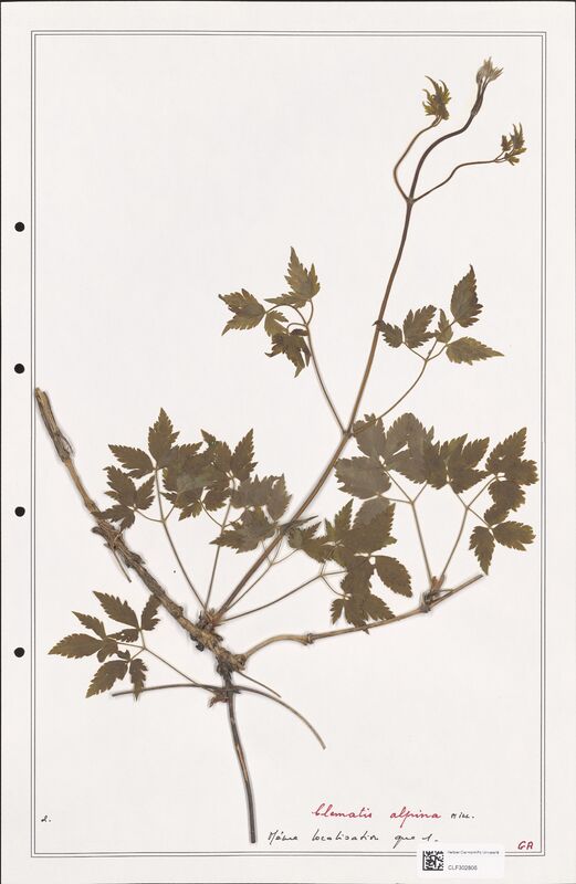 Clematis alpina  (Ranunculaceae)