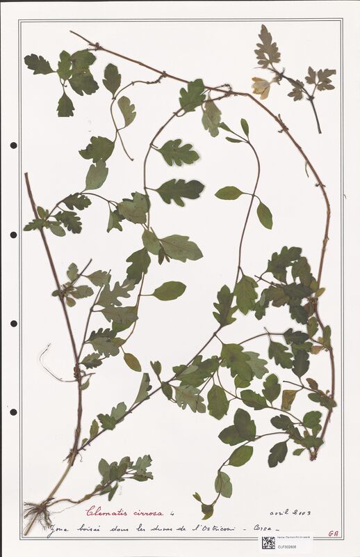 Clematis cirrosa  (Ranunculaceae)