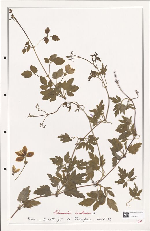 Clematis cirrhosa  (Ranunculaceae)