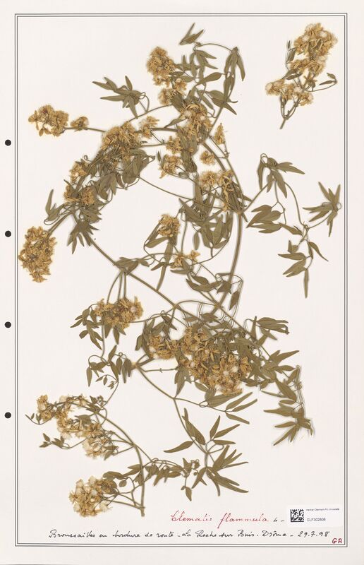 Clematis flammula  (Ranunculaceae)