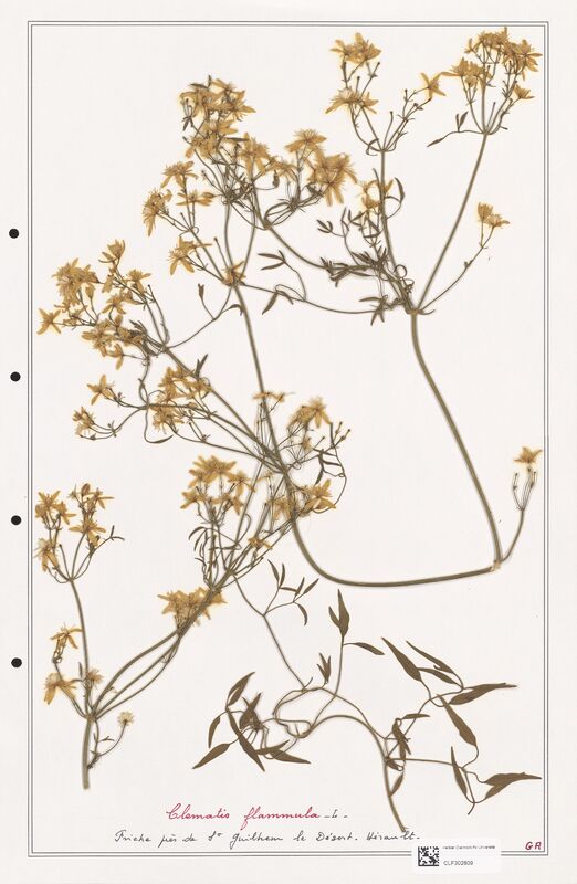 Clematis flammula  (Ranunculaceae)